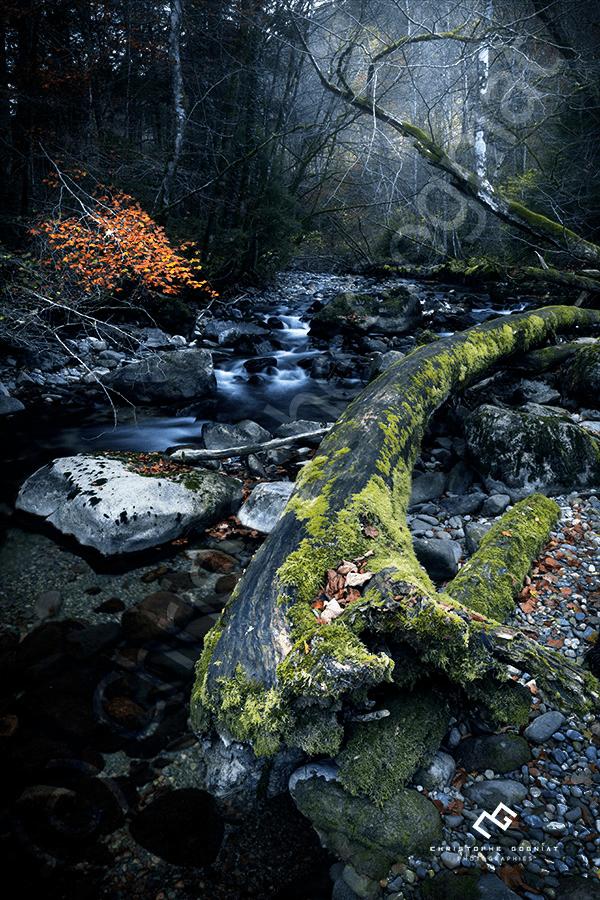 Tronc mort le long d'une rivière