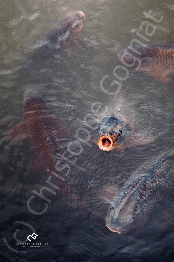Carpes Koï