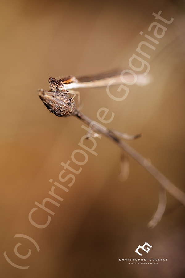 Demoiselle sur une tige