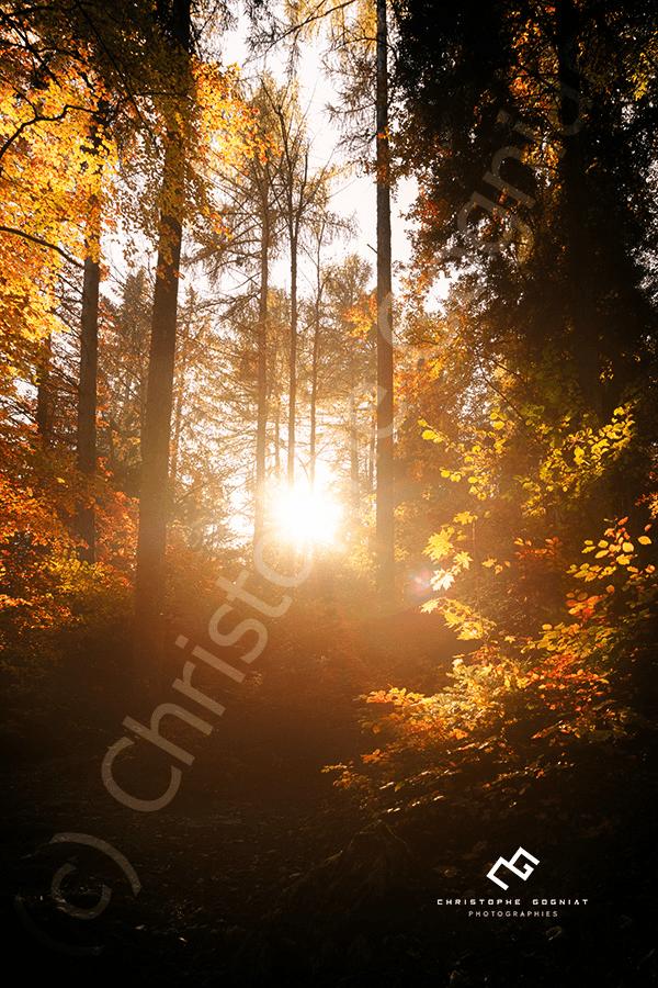 Soleil couchant au travers des arbres