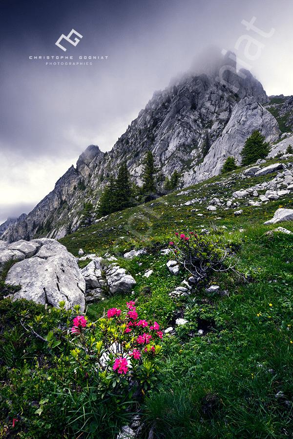Montagne et rhododendrons
