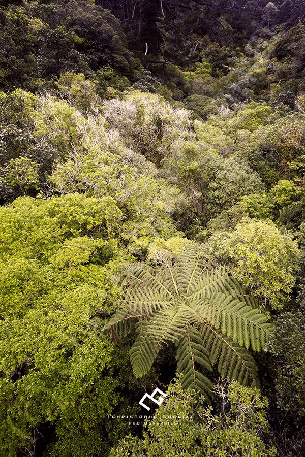 Forêt de Nouvelle-Zélande
